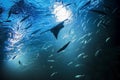 Batoidea swimming with other fishes under the sea. silhouette in light rays Royalty Free Stock Photo