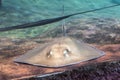 Batoids fish shot underwater on the ground surface.