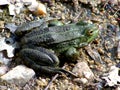 Frog at the edge of a pond