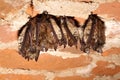 Bats Royalty Free Stock Photo