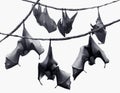 Bats Royalty Free Stock Photo