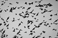 Bats in the air at Zotz Bats cave local tourist attraction in Calakmul, Mexico Royalty Free Stock Photo