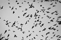 Bats in the air at Zotz Bats cave local tourist attraction in Calakmul, Mexico Royalty Free Stock Photo