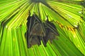Bats, BornÃ©o, Malaisie Royalty Free Stock Photo
