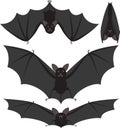 Bats