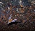 Bats in a cave.