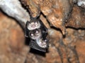 Bats in the cave Royalty Free Stock Photo