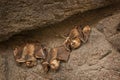 Bats Clinging to A Stone Wall Royalty Free Stock Photo