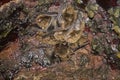 Bats - Common noctule - Nyctalus noctula Royalty Free Stock Photo