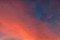 Bats in the crimson sunset sky