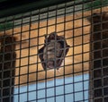 Small bat in window of Johannine Library at University of Coimbra Royalty Free Stock Photo