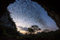 Bats emerge from cave at sunrise, jungle background Royalty Free Stock Photo
