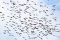 Bats flaying in the blue sky Royalty Free Stock Photo