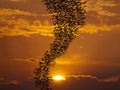 Bats flying againt sun Royalty Free Stock Photo