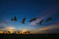 Bats flying in the evening Royalty Free Stock Photo