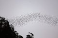 Bats flying in Gunung Mulu national park Royalty Free Stock Photo