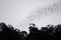 Bats flying in Gunung Mulu national park Royalty Free Stock Photo