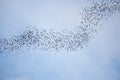 Bats flying in gunung mulu national park Royalty Free Stock Photo