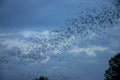 Bats flying out Royalty Free Stock Photo