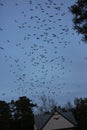 Bats flying out from bat house Royalty Free Stock Photo