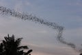 Bats flying in a row at mount Phnom Sempeau, Cambodia Royalty Free Stock Photo