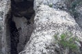 Bats flying in a row at mount Phnom Sempeau, Cambodia Royalty Free Stock Photo