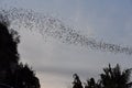 Bats flying in a row at mount Phnom Sempeau, Cambodia Royalty Free Stock Photo
