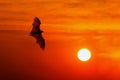 Bats flying at sunset Royalty Free Stock Photo