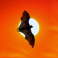 Bats flying at sunset