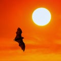 Bats flying at sunset Royalty Free Stock Photo