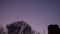 Bats flying up from their roost in a group at night in Austin Texas