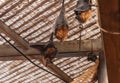 Bats hang upside down in an aviary in Gan Guru kangaroo park in Kibutz Nir David in the north of Israel