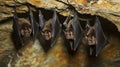 Bats Hanging from Cave Ceiling in Realistic Setting