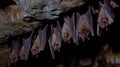 Colony of Bats Hanging in a Cave Royalty Free Stock Photo