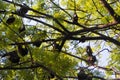 Bats hanging down from branches of tree