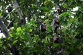 Bats hanging from tree Royalty Free Stock Photo