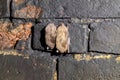 A bats hangs upside down in a dark disused tunnel Royalty Free Stock Photo