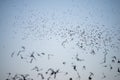 Bats Leaving a South Texas Cave