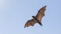 Bats in the Maldives, where the wives are traveling in the day, do not touch anyone`s losses Royalty Free Stock Photo