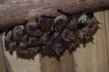 Bat cluster