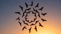 Of bats Order Chiroptera form a circular pattern against a dusk Royalty Free Stock Photo