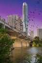 Bats over Austin Royalty Free Stock Photo