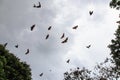 Bats at Peradeniya Royal Botanical Gardens - kandy - Sri lanka Royalty Free Stock Photo