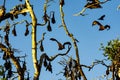 Bats perched on mangrove trees Royalty Free Stock Photo