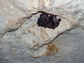 Bats resting on the ceiling of a cave in Girona in Cuba