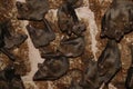 Bats resting on the old building's ceiling