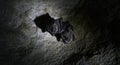 Bats seen at Cueva Musulmanes, Varadero, Cuba