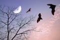 Bats silhouettes over beautiful branch and half moon as halloween background