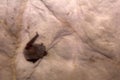 Bats sleep in a cave upside down in winter Royalty Free Stock Photo