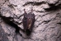 Bats sleep in dungeon. Horseshoe-nosed bat